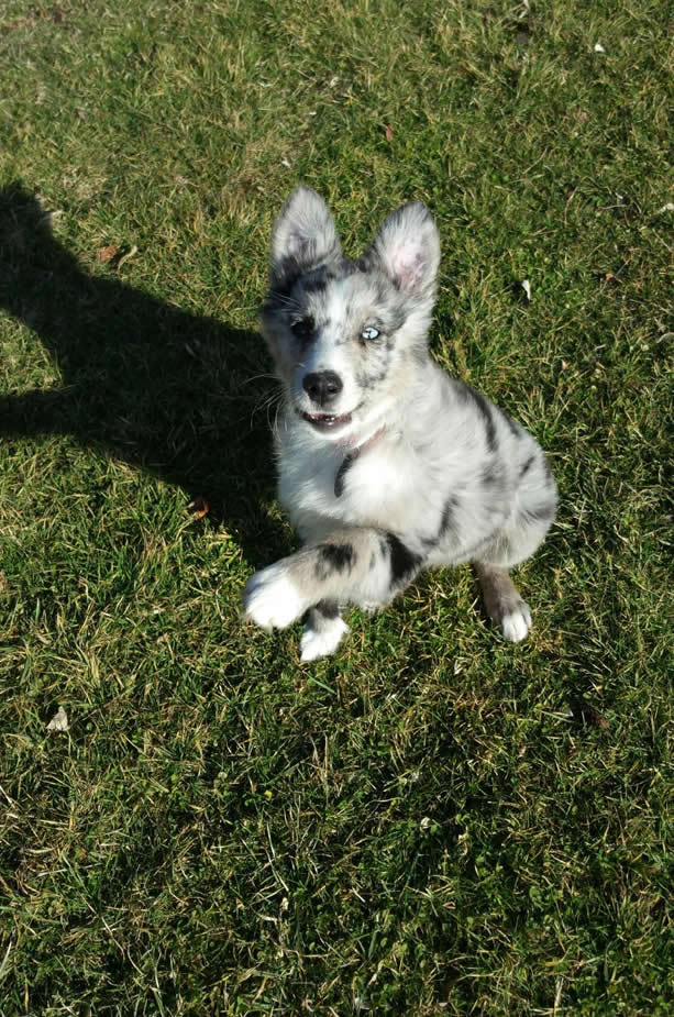 australian shepherd puppies for sale, aussies, ohio, blue merle, blue eyes