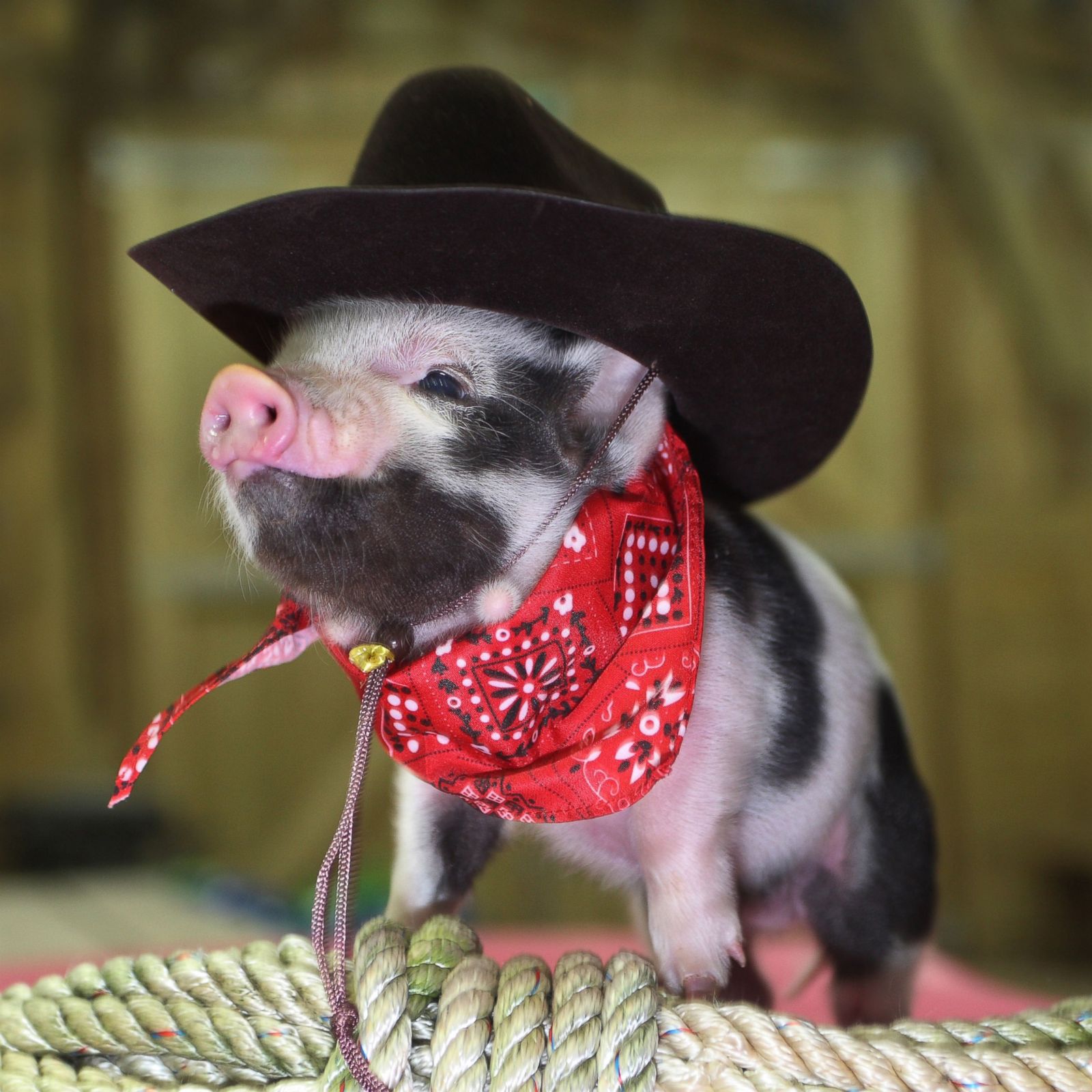Mini Pigs – Victorian Farms