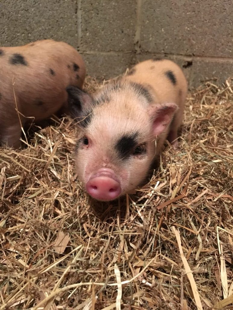 piglets for sale in ohio