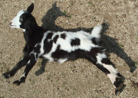  fainting goats, miniature fainting goats, myotonic, for sale
