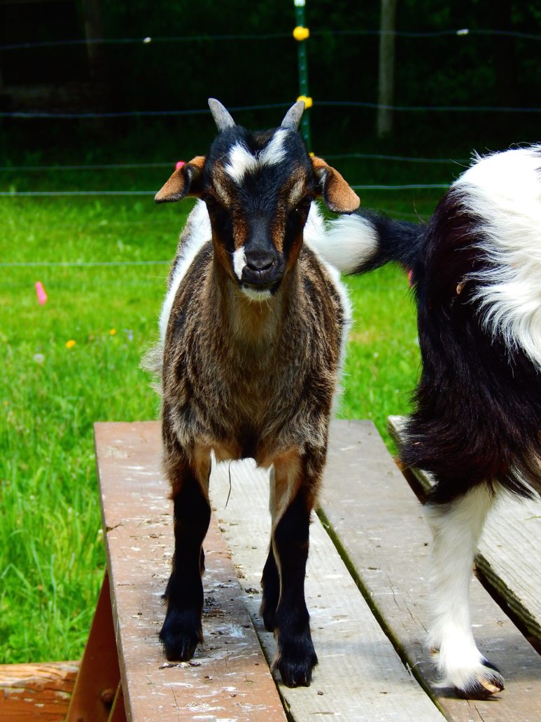 tri color, miniature fainting goat, horned, doe, breeding doe
