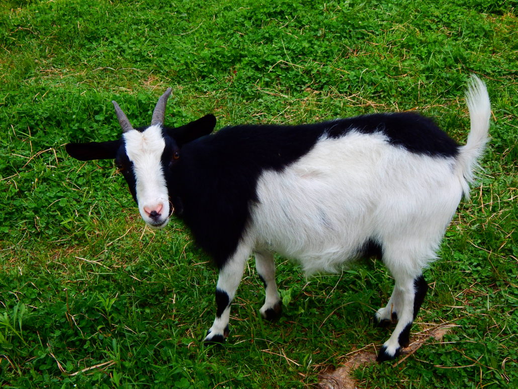 breeding doe, goat, fainting goat, waddles