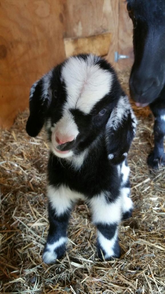 fainting goats for sale, kids for sale, myotonic goat, fainting goat, miniature fainting goat