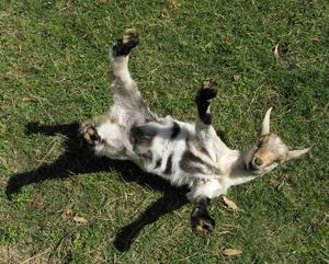 Miniature Fainting Goats – Victorian Farms