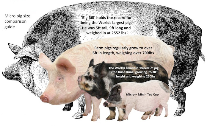 pig comparison