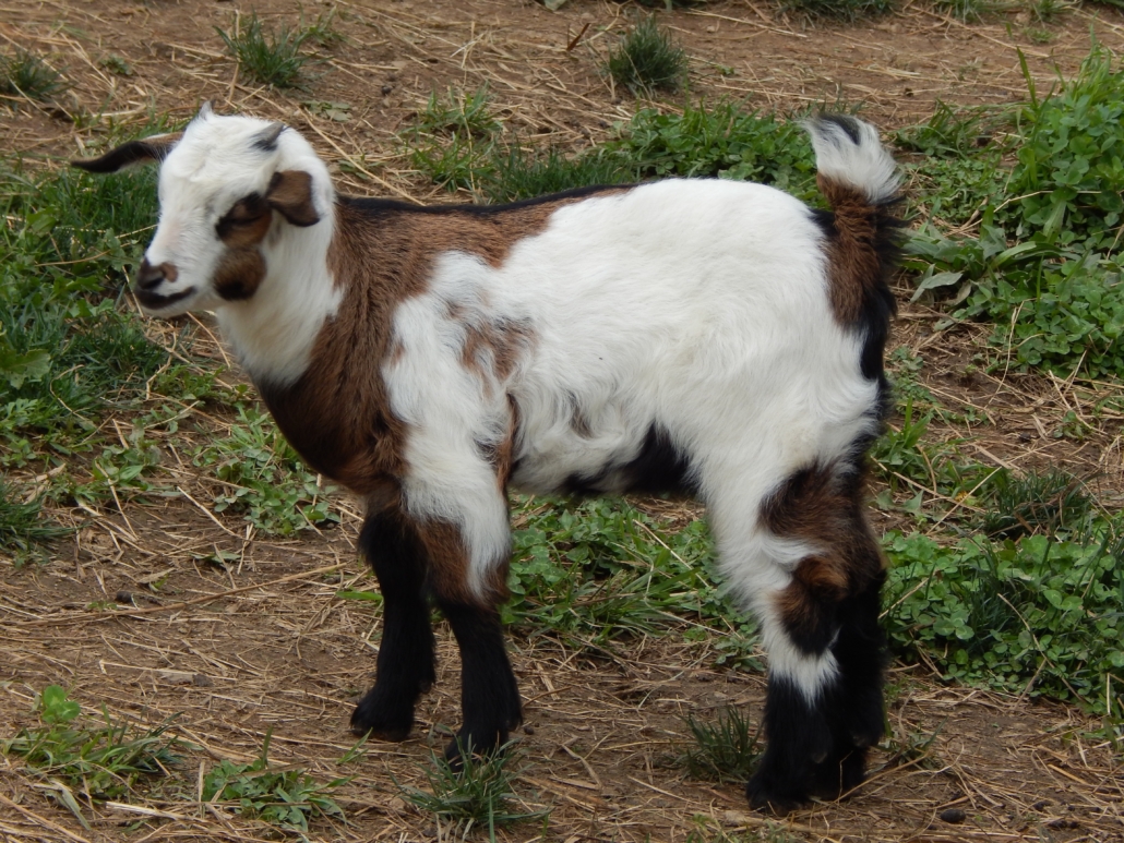 Bottle baby kid goat
